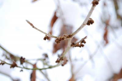 Hamamelis mollis - vilín měkký - zima